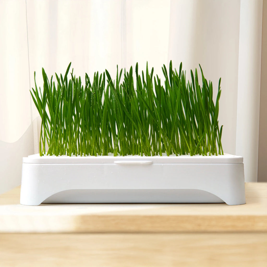 Cat Grass Hydroponic Planter — Soilless Wheatgrass Kit for Indoor Cats