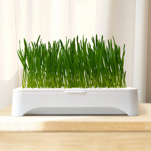 Cat Grass Hydroponic Planter — Soilless Wheatgrass Kit for Indoor Cats