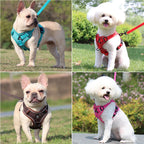Dog Harness & Leash Set – Vest Style for Small Dogs (S/M/L/XL)
