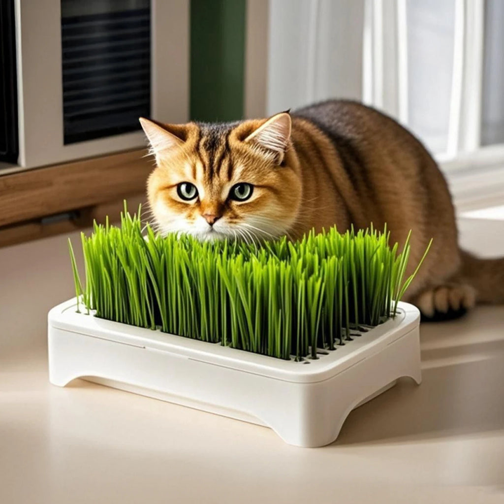 Cat Grass Hydroponic Planter — Soilless Wheatgrass Kit for Indoor Cats